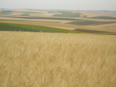 Campos de trigo.JPG